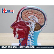 Mô hình giải phẫu cơ, thần kinh, mạch máu vùng đầu
